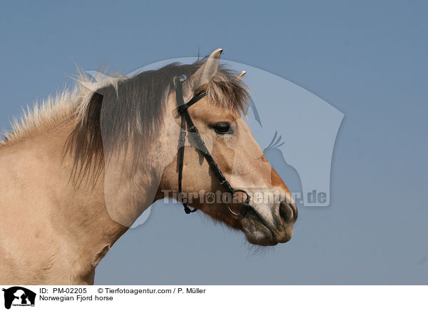 Fjordpferd Portrait / Norwegian Fjord horse / PM-02205