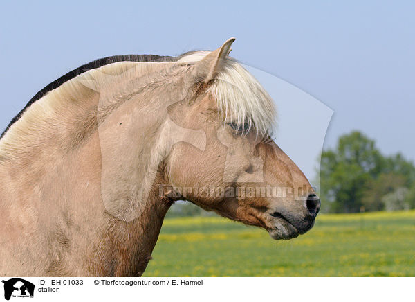 Fjordpferdehengst / stallion / EH-01033