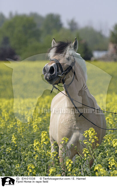 Fjord Horse in rape field / EH-01038