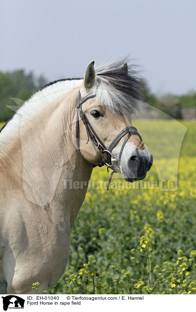 Fjordpferd im Rapsfeld / Fjord Horse in rape field / EH-01040