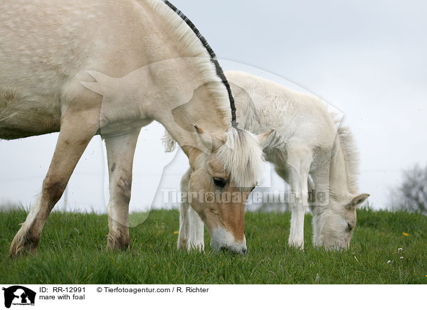 Stute mit Fohlen / mare with foal / RR-12991