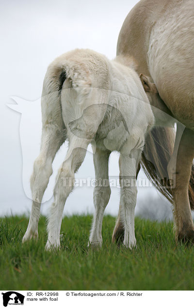 Stute mit Fohlen / mare with foal / RR-12998