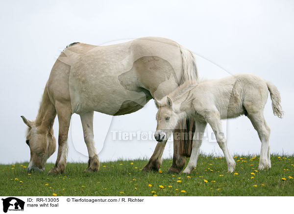 Norweger Stute mit Fohlen / mare wiht foal / RR-13005