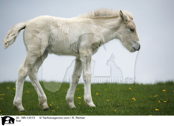 Norweger Fohlen / foal / RR-13015