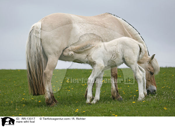 mare wiht foal / RR-13017