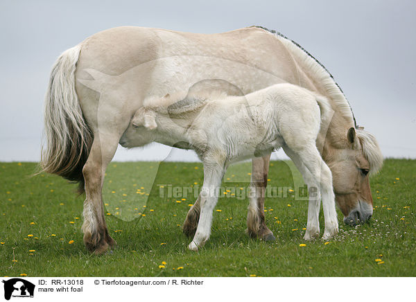 mare wiht foal / RR-13018