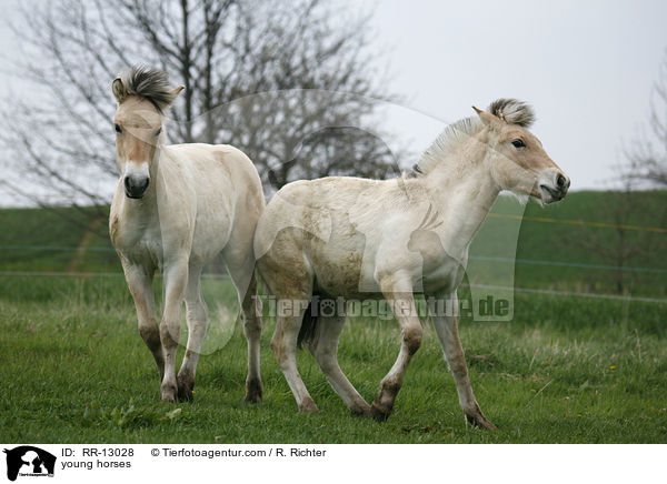 junge Norweger / young horses / RR-13028