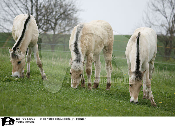 junge Norweger / young horses / RR-13032