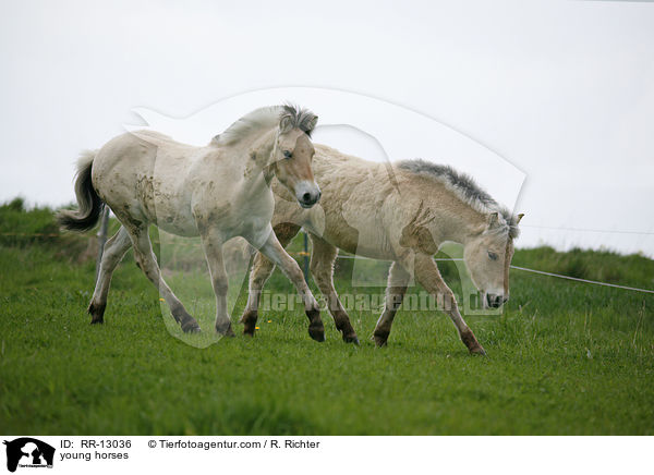 young horses / RR-13036