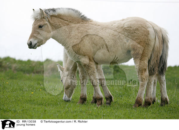 junge Norweger / young horses / RR-13038