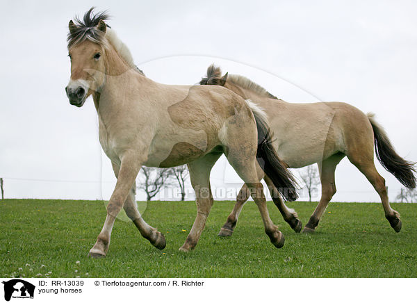 junge Norweger / young horses / RR-13039