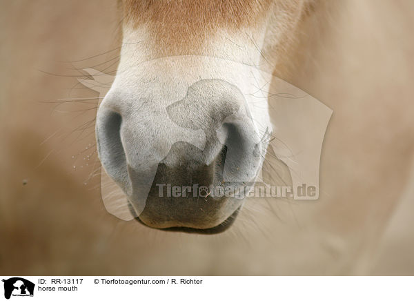 Pferdemaul / horse mouth / RR-13117