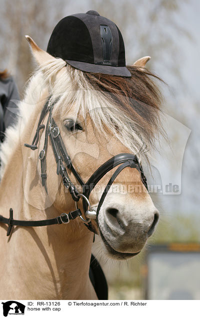Pferd mit Helm / horse with cap / RR-13126