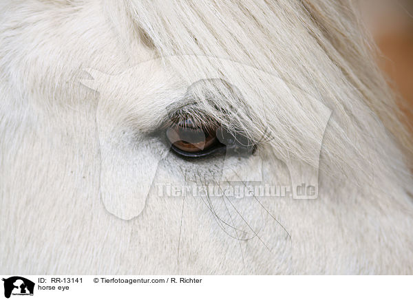 Pferdeauge / horse eye / RR-13141