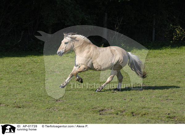 rennendes Fjordpferd / running horse / AP-01728