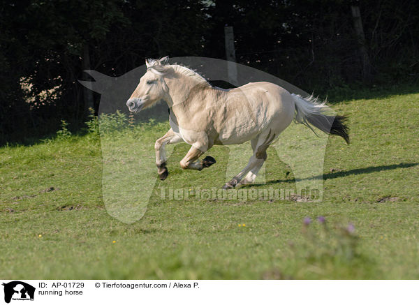 rennendes Fjordpferd / running horse / AP-01729