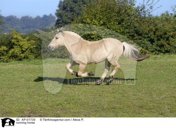 rennendes Fjordpferd / running horse / AP-01730
