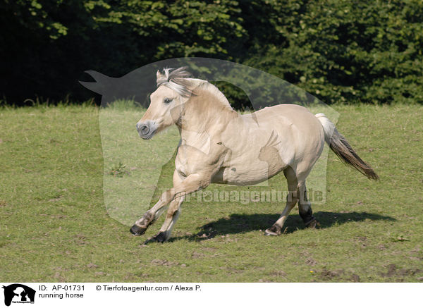 rennendes Fjordpferd / running horse / AP-01731