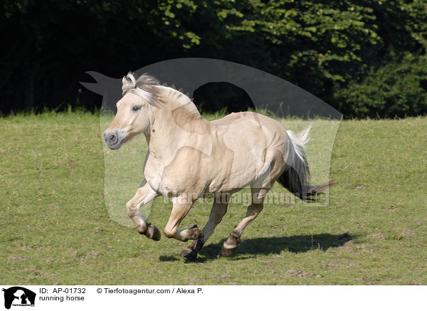 rennendes Fjordpferd / running horse / AP-01732