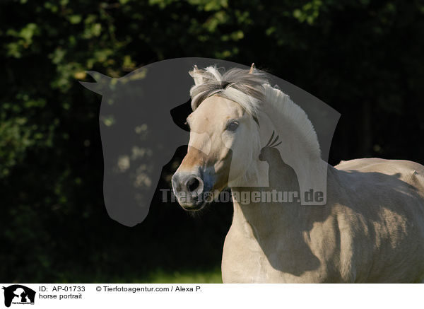 Fjordpferd Portrait / horse portrait / AP-01733