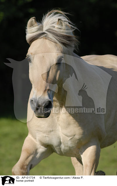 Fjordpferd Portrait / horse portrait / AP-01734
