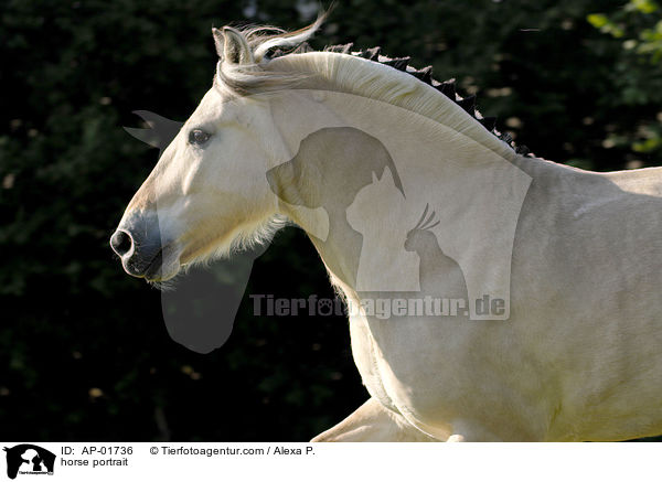 Fjordpferd Portrait / horse portrait / AP-01736