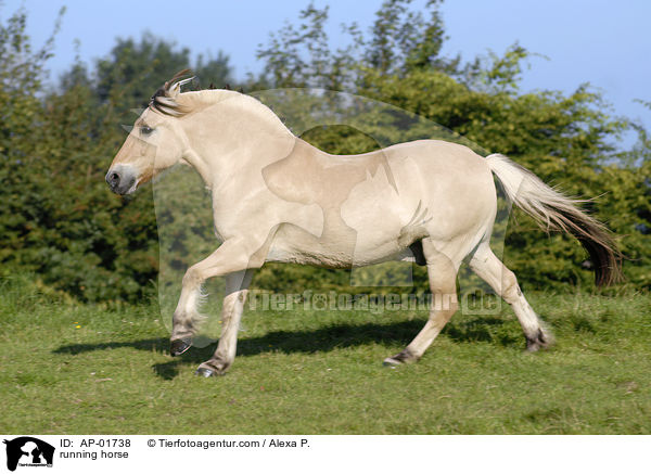 rennendes Fjordpferd / running horse / AP-01738