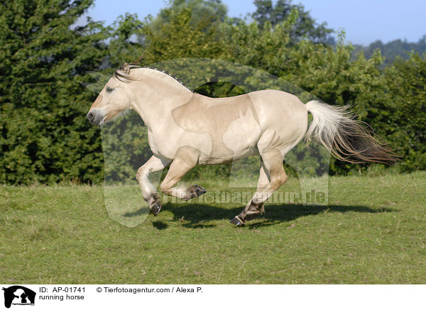 rennendes Fjordpferd / running horse / AP-01741