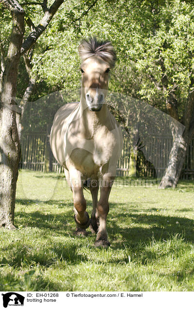 trabendes Fjordpferd / trotting horse / EH-01268