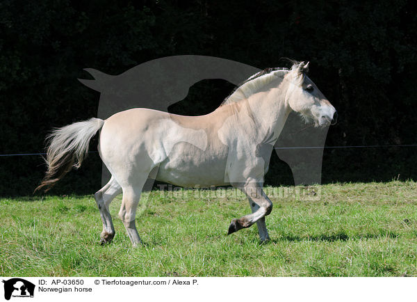 Fjordpferd / Norwegian horse / AP-03650