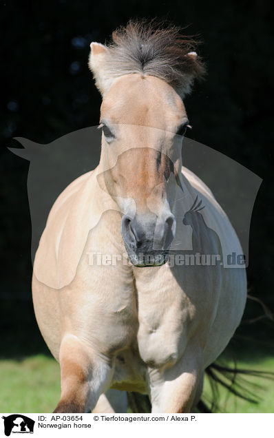 Fjordpferd / Norwegian horse / AP-03654