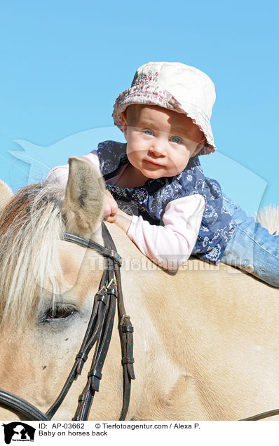 Kleinkind auf Fjordpferd / Baby on horses back / AP-03662