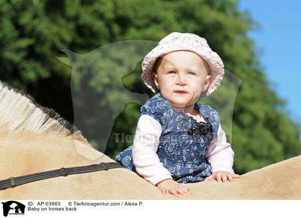Kleinkind auf Fjordpferd / Baby on horses back / AP-03663