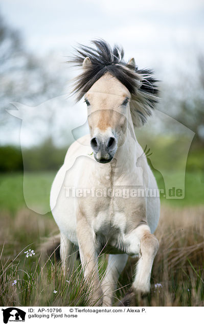 galoppierendes Fjordpferd / galloping Fjord horse / AP-10796