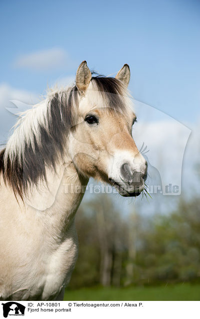 Fjord horse portrait / AP-10801