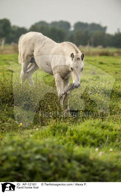 Fjordpferd Fohlen / Fjord horse foal / AP-12181