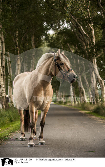 Fjord horse / AP-12190