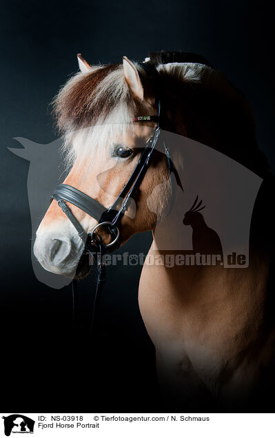 Fjord Horse Portrait / NS-03918