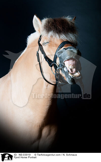 Fjord Horse Portrait / NS-03919