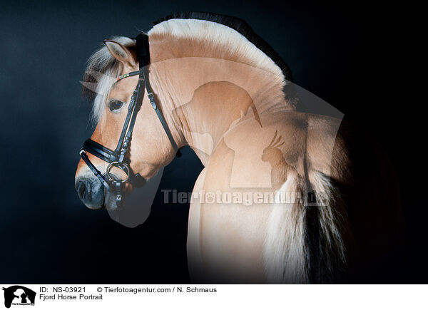 Fjord Horse Portrait / NS-03921