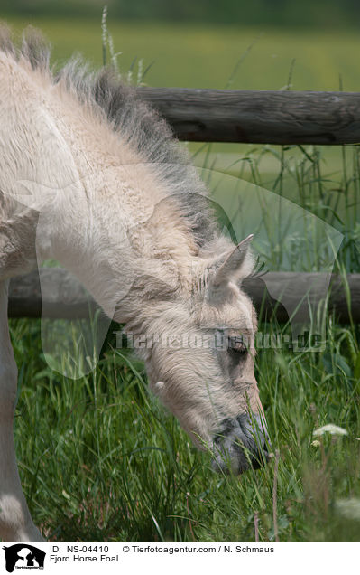 Fjord Horse Foal / NS-04410