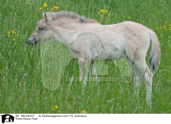 Fjord Horse Foal / NS-04437