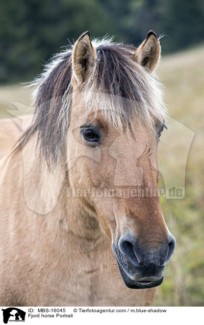 Fjord horse Portrait / MBS-16045