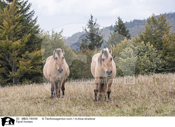 Fjord horses / MBS-16048