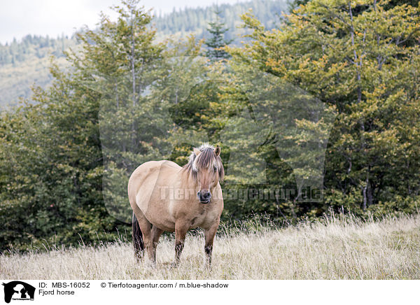 Fjord horse / MBS-16052