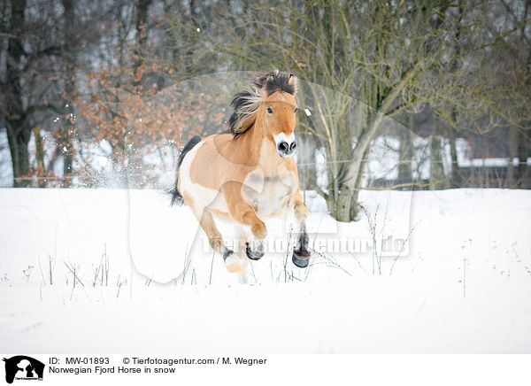 Norwegian Fjord Horse in snow / MW-01893