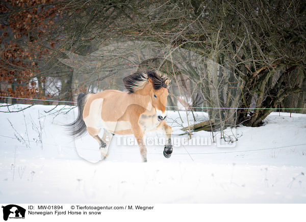 Norwegian Fjord Horse in snow / MW-01894