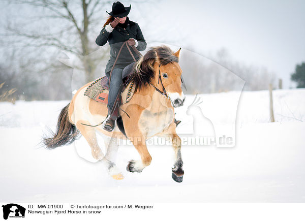 Norwegisches Fjordpferd im Schnee / Norwegian Fjord Horse in snow / MW-01900