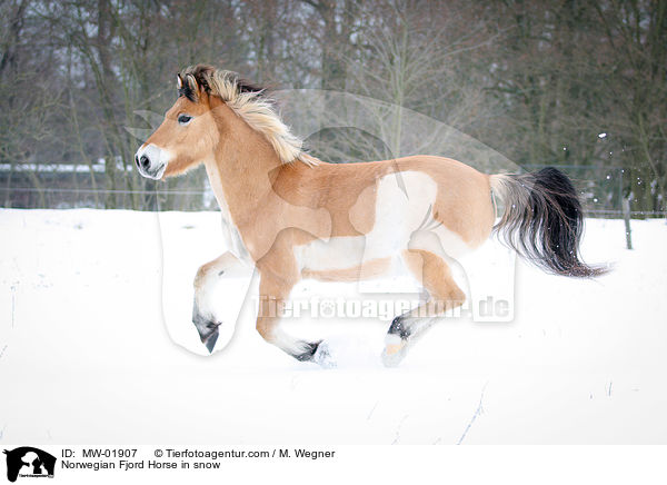 Norwegian Fjord Horse in snow / MW-01907