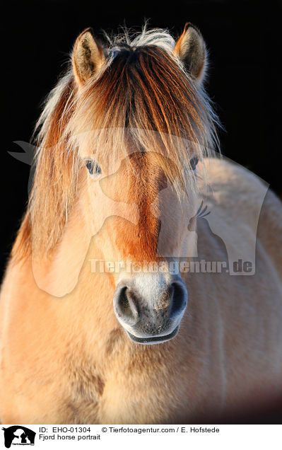 Fjord horse portrait / EHO-01304